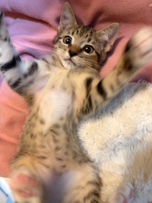 Xena