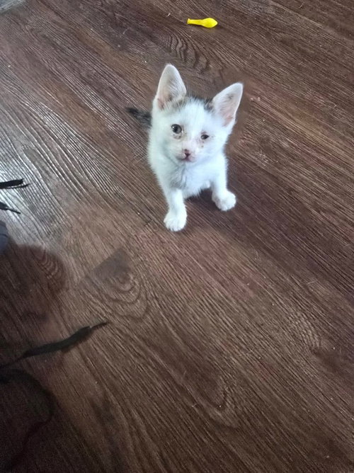 Yolanda Kitten