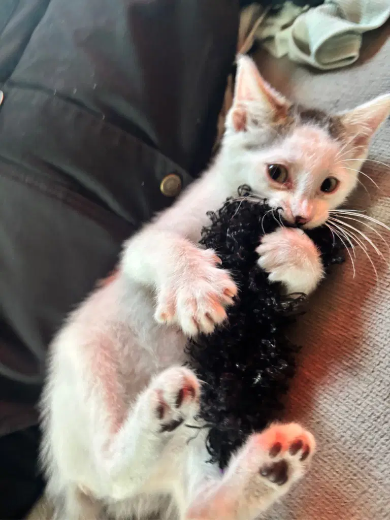 Yolanda Kitten - Tabby