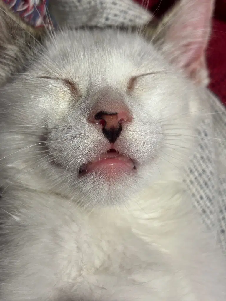 Yolanda Kitten image 2
