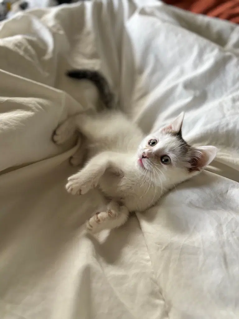 Yolanda Kitten image 3