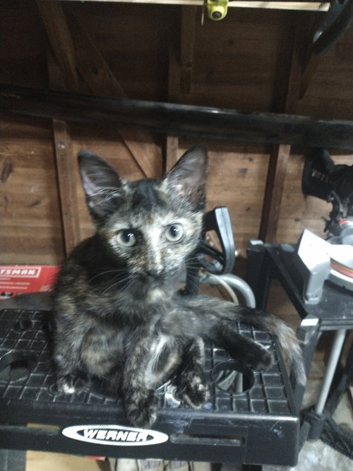 Little Rosie