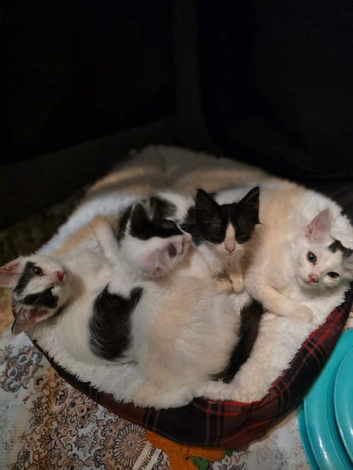 Dolly photo 2