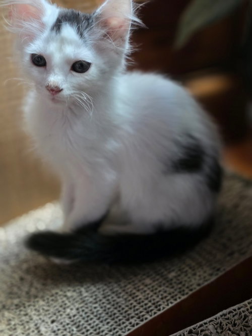 Bean photo 4