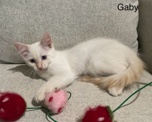 Gaby