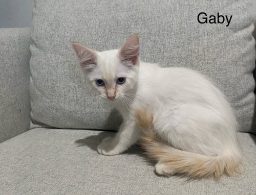 Gaby photo 2