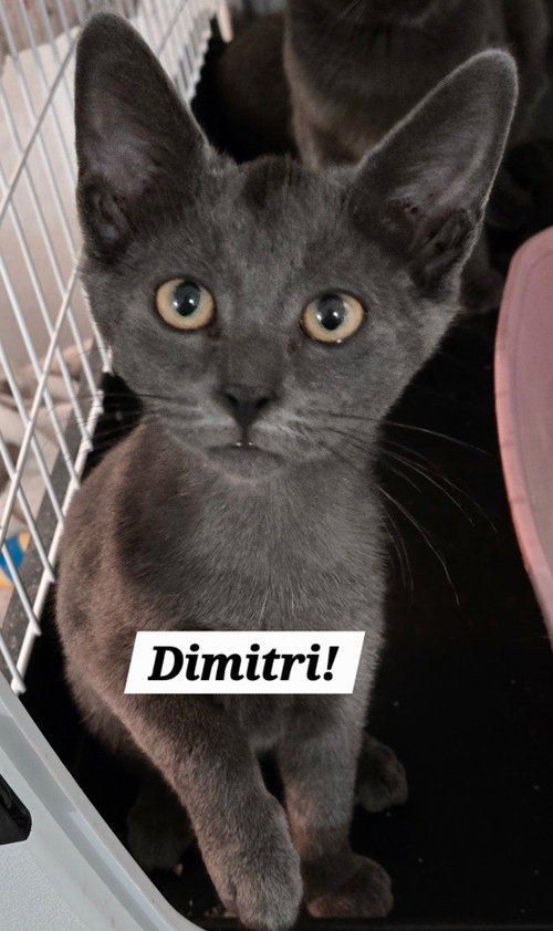Dimitri