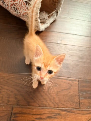 Rolo photo 2