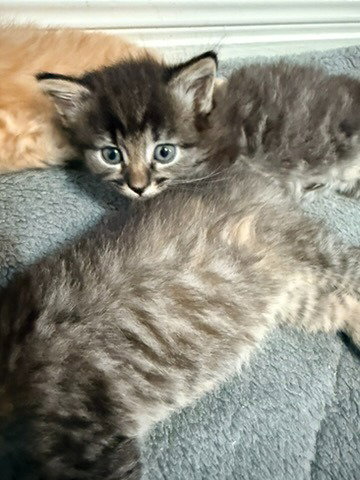 Hazel photo 3