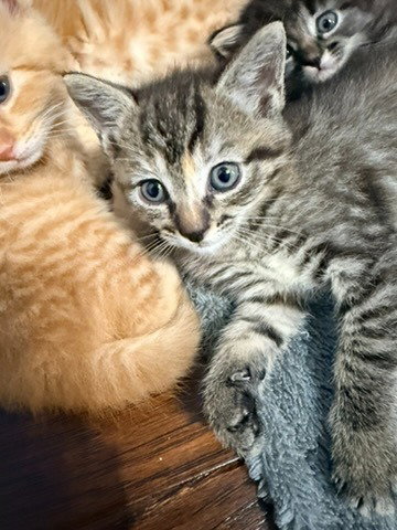 Pixie photo 3