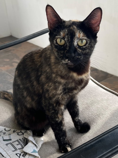 picture of the cat needing adoption