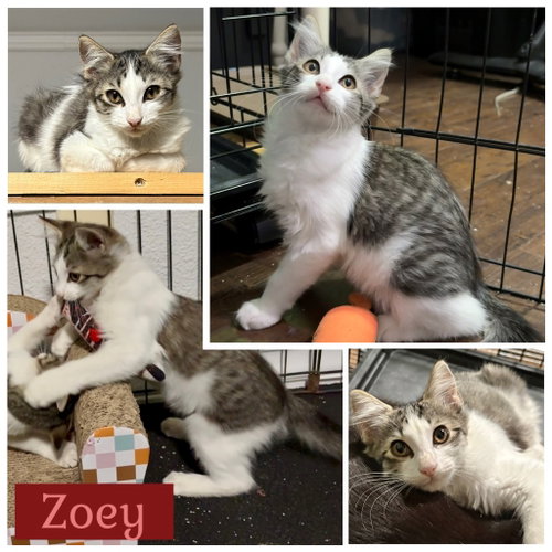 Zoey