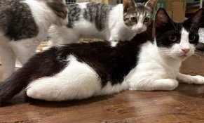 Mamma Oreo photo 2