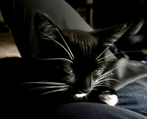 Pete photo 2