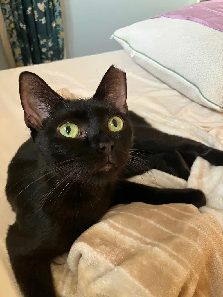 Lolita - Domestic Short Hair