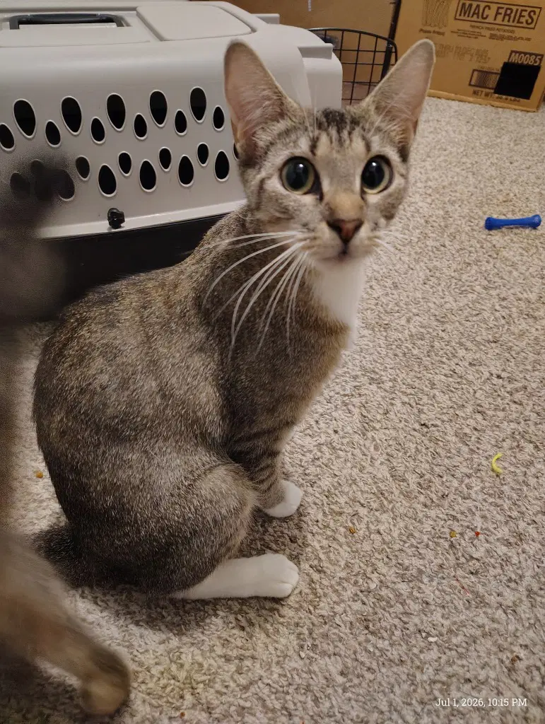 Juno - Tabby