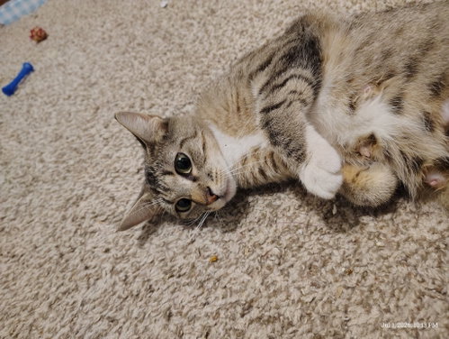Juno photo 2