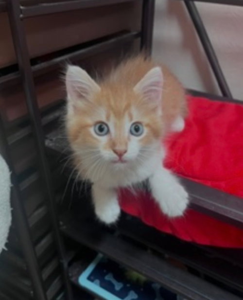 Enzo