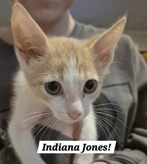 Indiana Jones