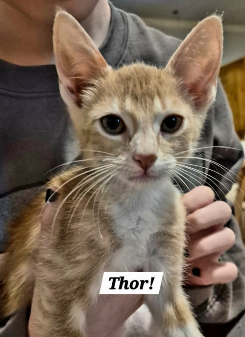 Thor
