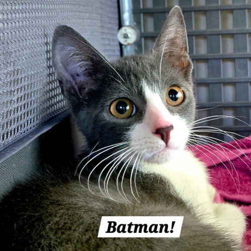 Batman