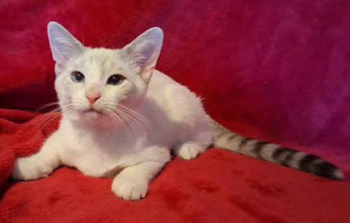 Kenji photo 2