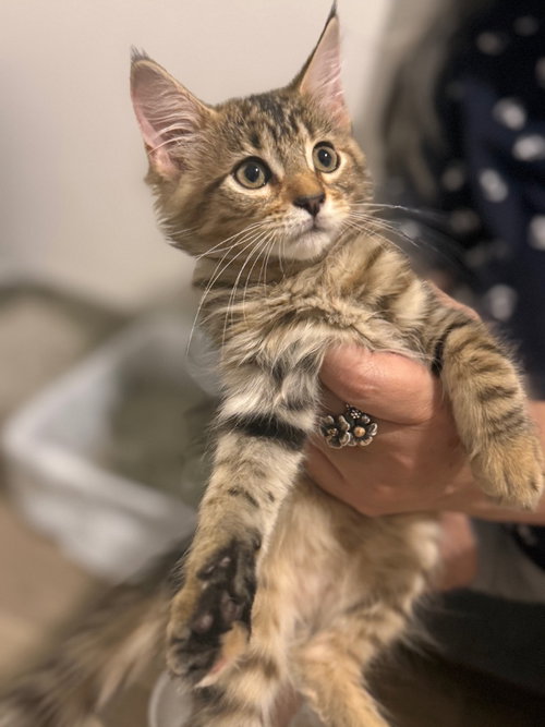 picture of the cat needing adoption