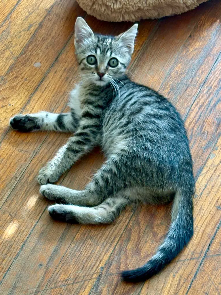 Cookie - Tabby