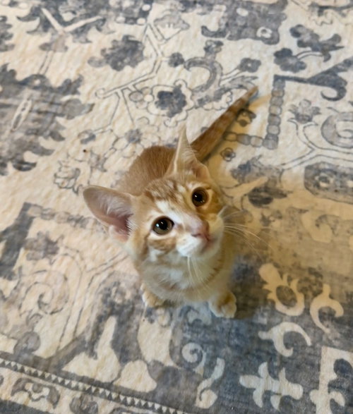 Cheerio
