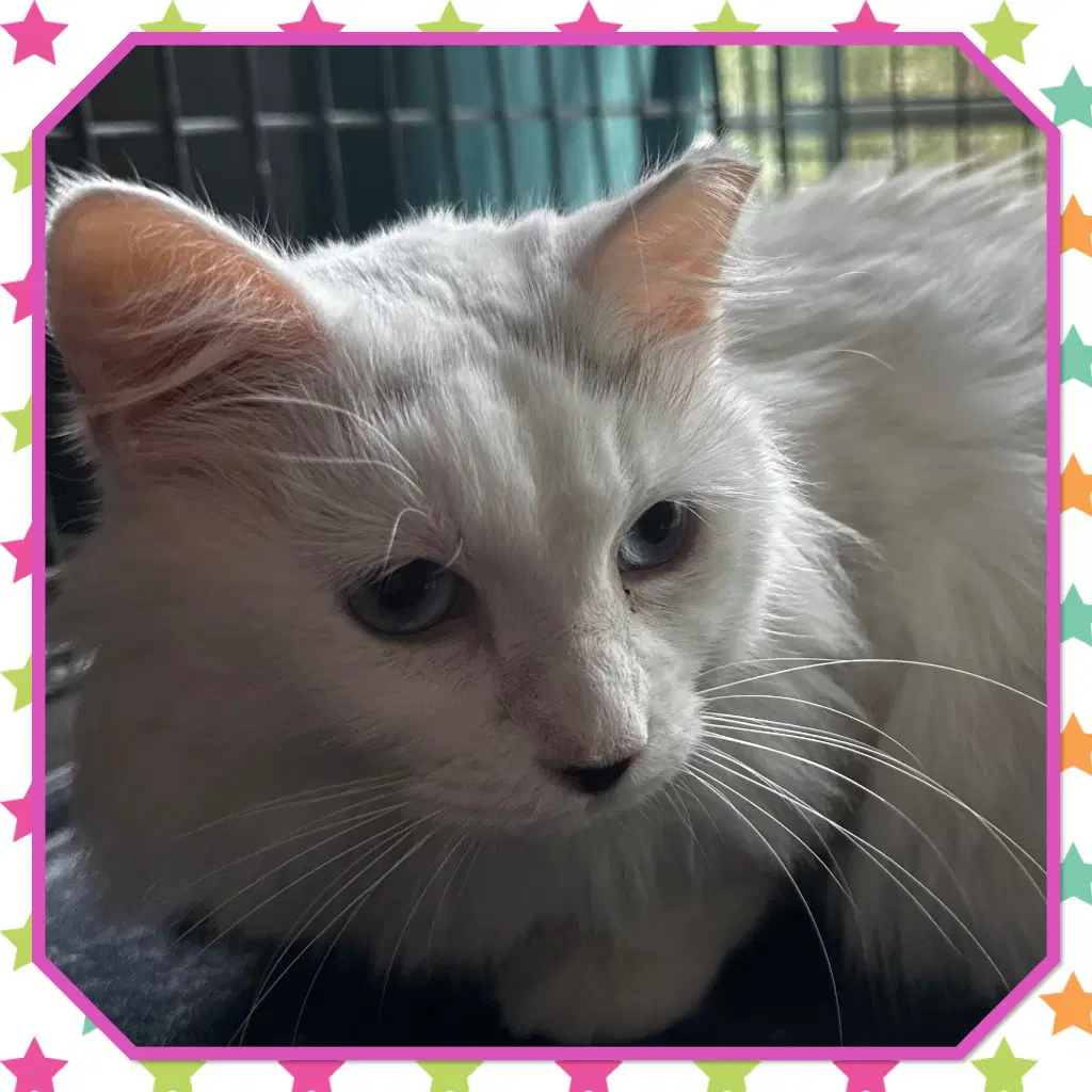 Blue Bell - Domestic Long Hair