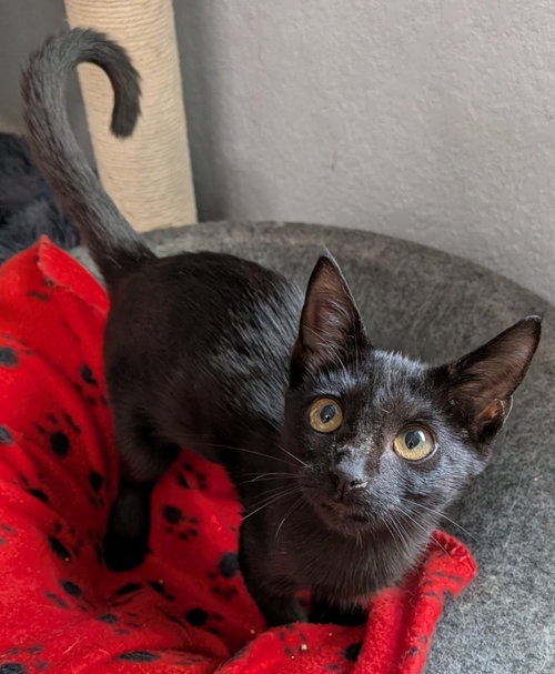 Minky, a cat for adoption from San Antonio Feral Cat Coalition
