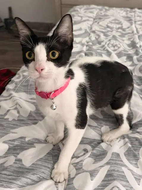 Liberty - Domestic Short Hair