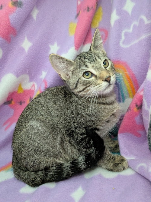 Rowan, a cat for adoption from San Antonio Feral Cat Coalition