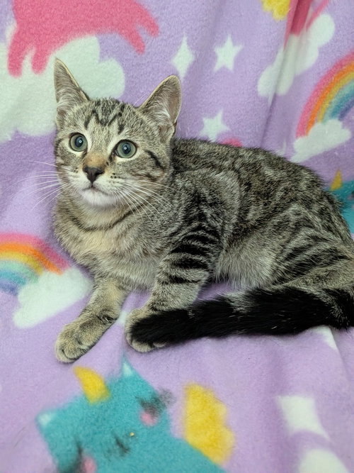 Hawthorn, a cat for adoption from San Antonio Feral Cat Coalition