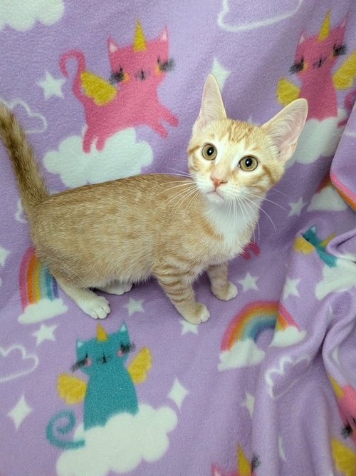 Acanthus, a cat for adoption from San Antonio Feral Cat Coalition