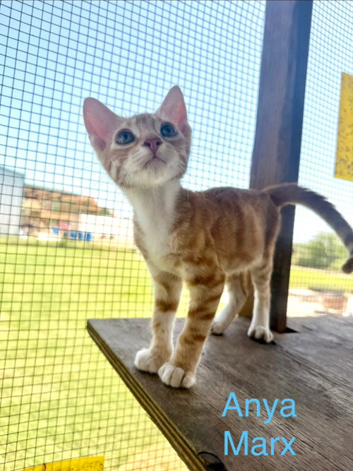 Anya Marx, a cat for adoption from San Antonio Feral Cat Coalition