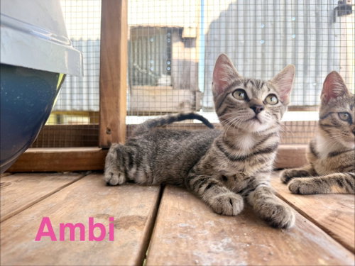Ambi, a cat for adoption from San Antonio Feral Cat Coalition