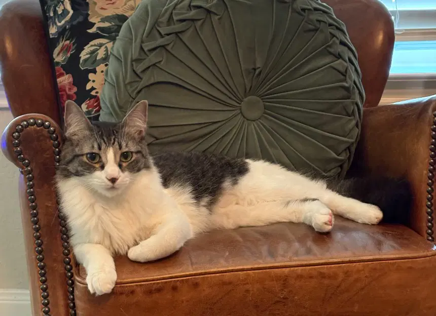 Maris - Tabby