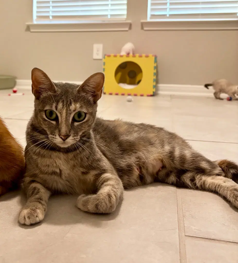 Aurora - Domestic Short Hair