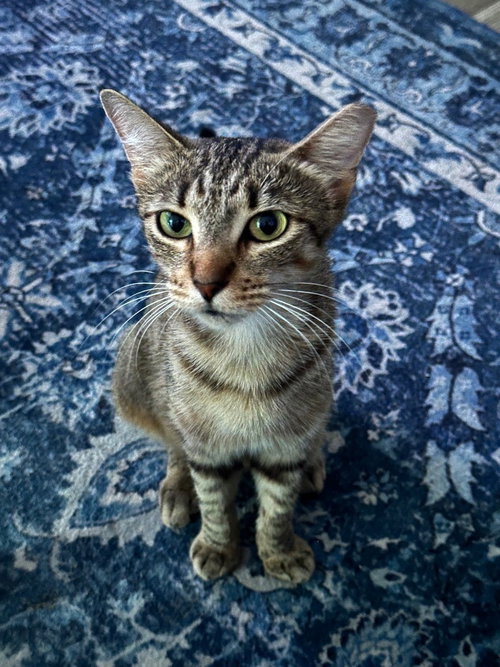 Cinnamon, a cat for adoption from San Antonio Feral Cat Coalition
