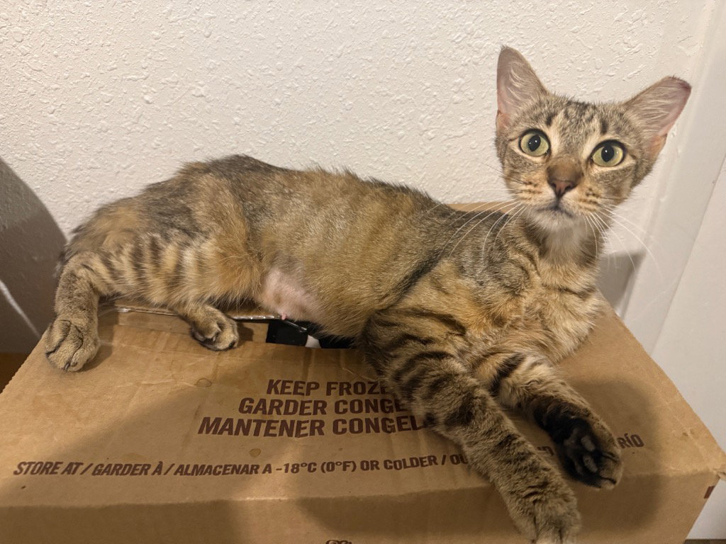 Cinnamon, photo 2