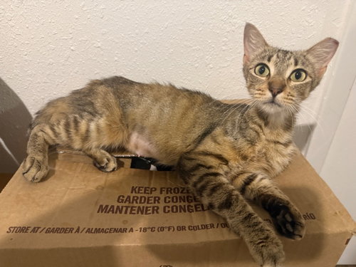 Photo 2 of Cinnamon