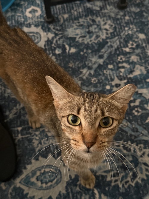 Photo 3 of Cinnamon