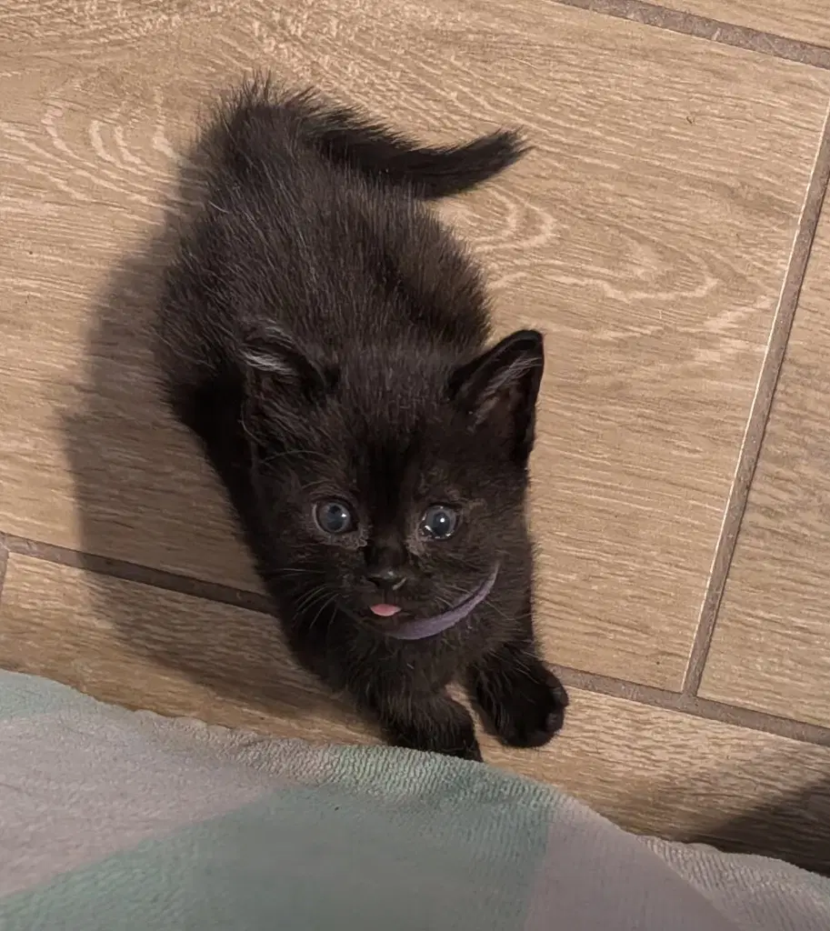 Sabin - Domestic Short Hair