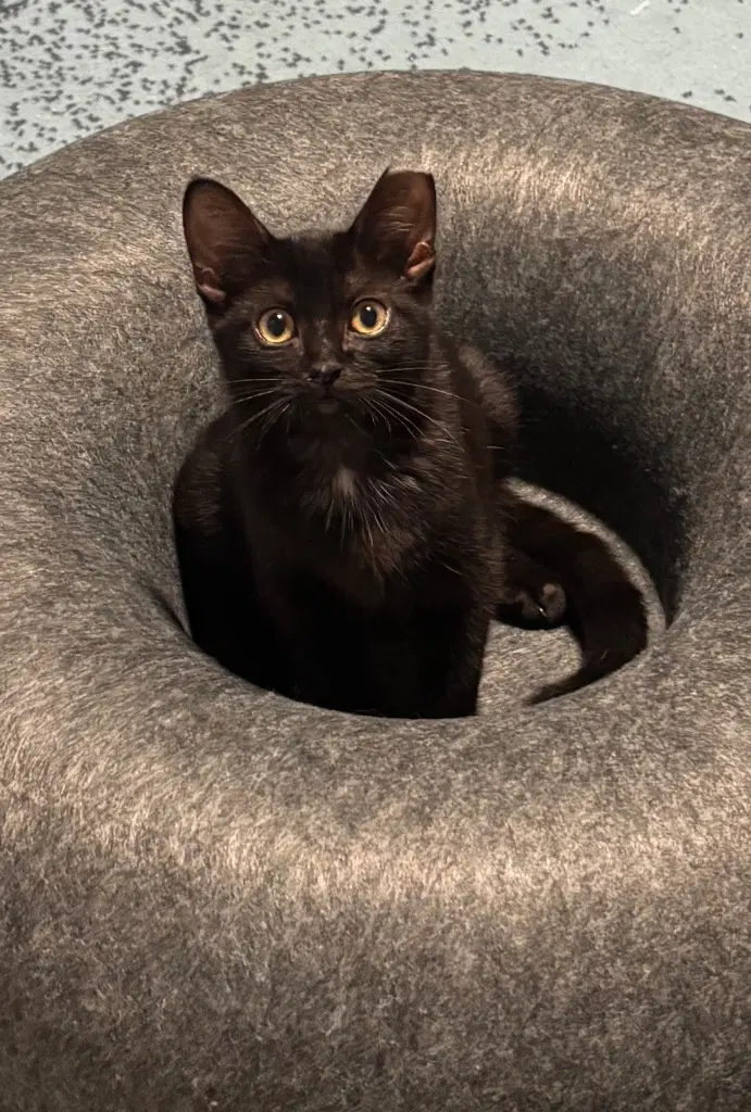 Helga - Domestic Short Hair