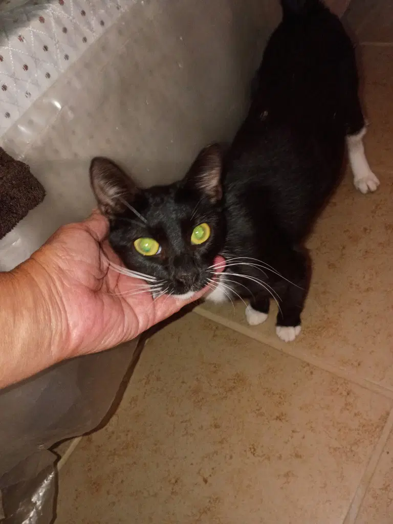 Angel Mom - Domestic Short Hair