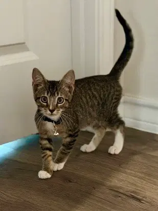 Bane - Domestic Short Hair