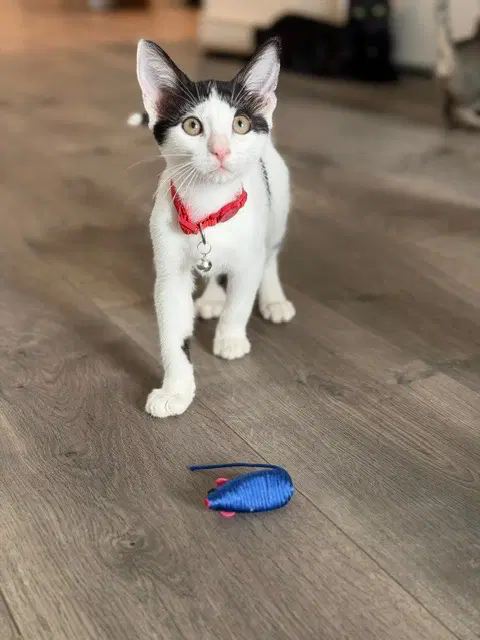 Gunner - Domestic Short Hair
