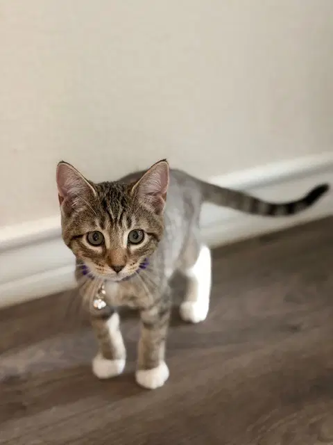 Peeko - Domestic Short Hair