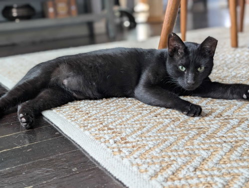 Evander Holyfield, a cat for adoption from San Antonio Feral Cat Coalition